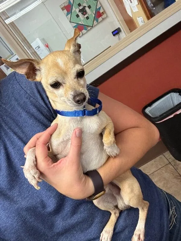A senior small-sized male Yellow / Tan / Blond / Fawn Mixed Breed dog named Chalupa for adoption in Cincinnati, OH