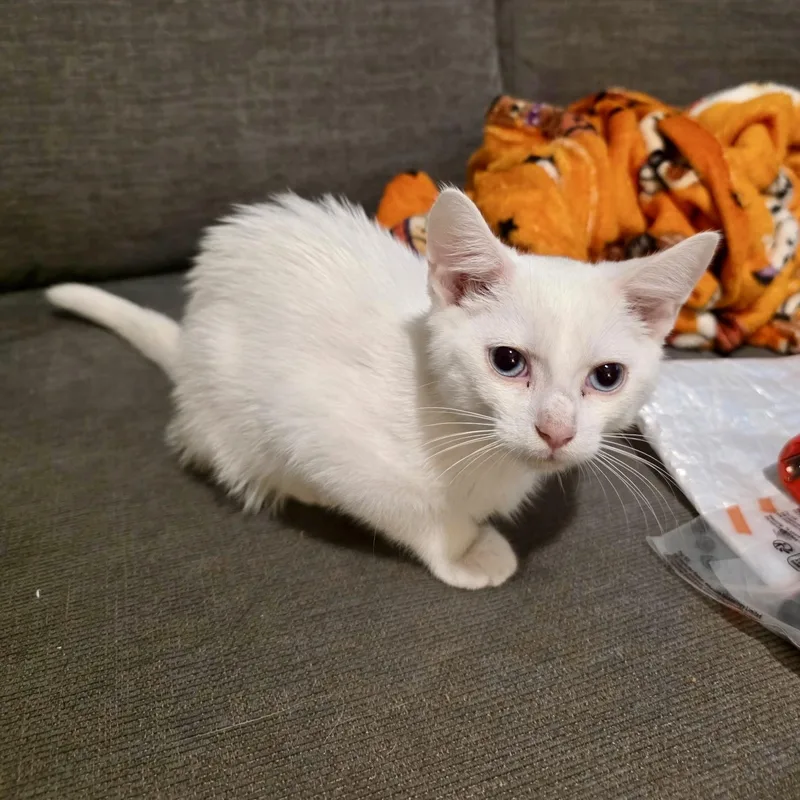 A baby small-sized male White Domestic Short Hair cat named EllRay Jakes for adoption in Richmond, VA