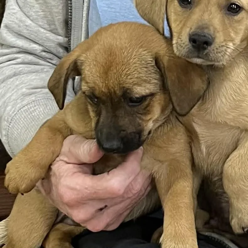 Peep The Chiweenie Mix thumbnail 2