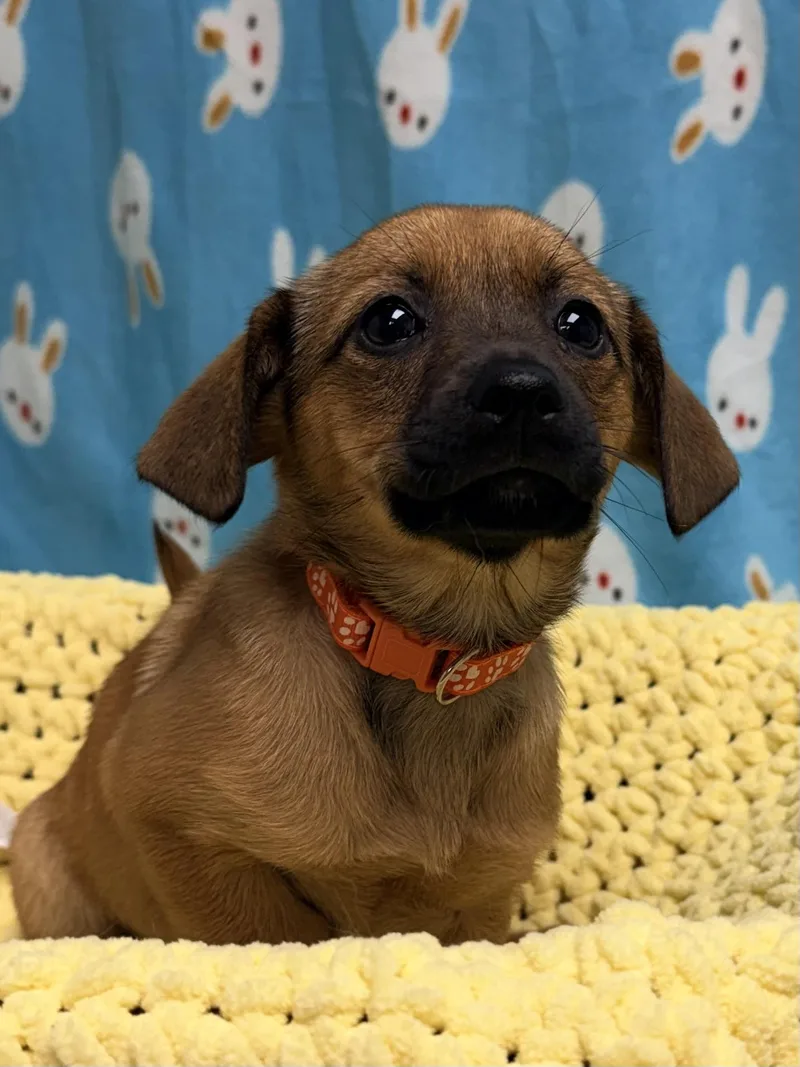 Peep The Chiweenie Mix