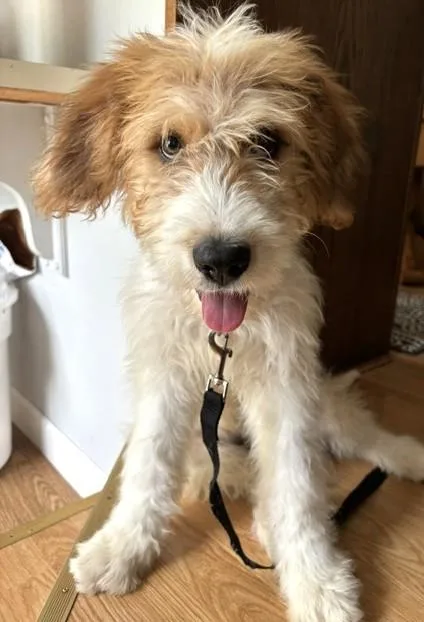 A baby large-sized female Poodle dog named Annie for adoption in Palatine, IL