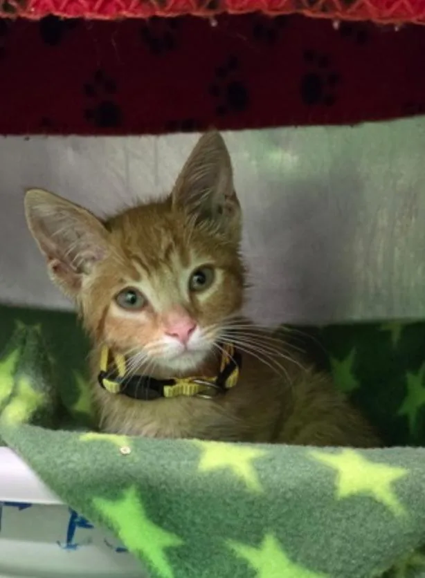 A young small-sized male Tabby (Orange / Red) Domestic Short Hair cat named Baby Cakes for adoption in Marshall, NC