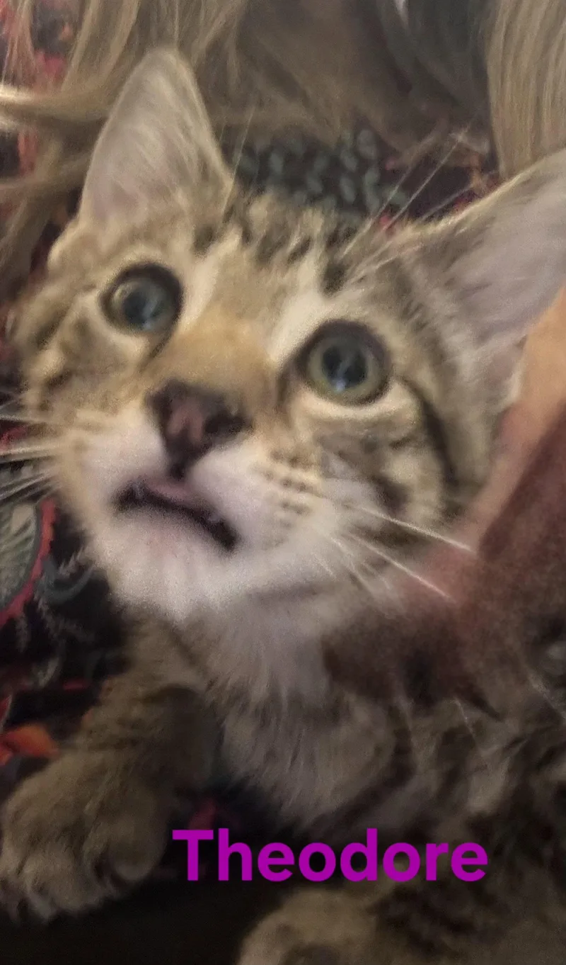 A young medium-sized male Domestic Short Hair cat named Theodore for adoption in Longwood, FL