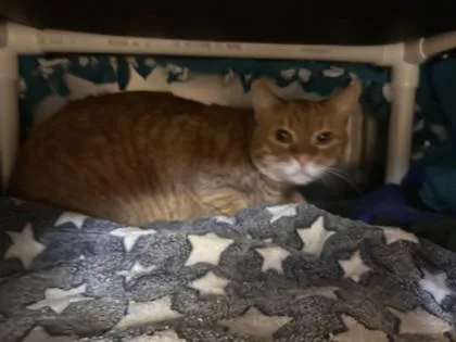 An adult small-sized male Domestic Medium Hair cat named Pumpkin for adoption in Roseville, CA