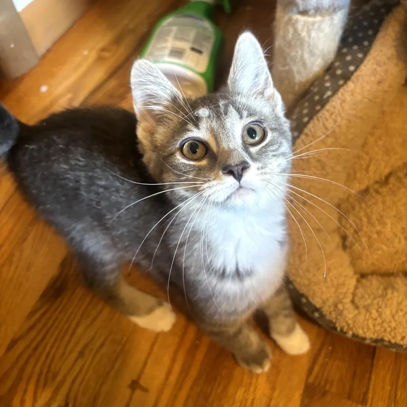 A baby small-sized male Gray / Blue / Silver Domestic Short Hair cat named Chowder for adoption in Granville, OH