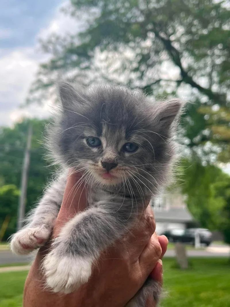 A baby small-sized male Domestic Short Hair cat named Mr. Bennet for adoption in Trenton, NJ