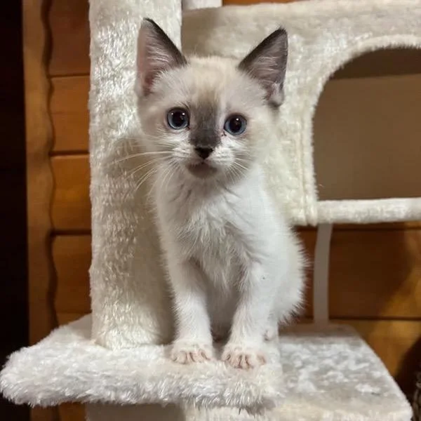 A baby small-sized female Cream / Ivory Snowshoe cat named Adrian for adoption in Calimesa, CA