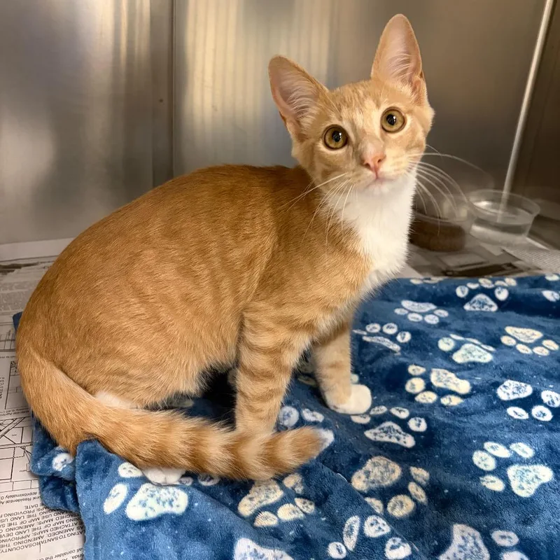 A young small-sized male Orange / Red Domestic Short Hair cat named Ember for adoption in Milton, FL
