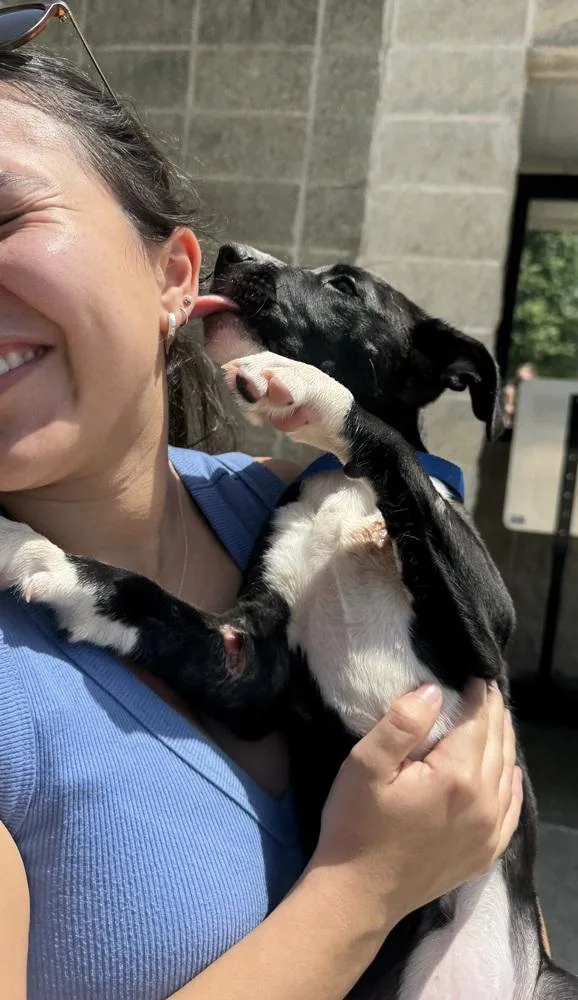 A baby medium-sized female Tricolor (Brown, Black, & White) Terrier dog named Cricket "JUST ARRIVED" for adoption in Richardson, TX