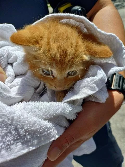 A baby small-sized male Domestic Short Hair cat named Marley for adoption in Fort Lauderdale, FL
