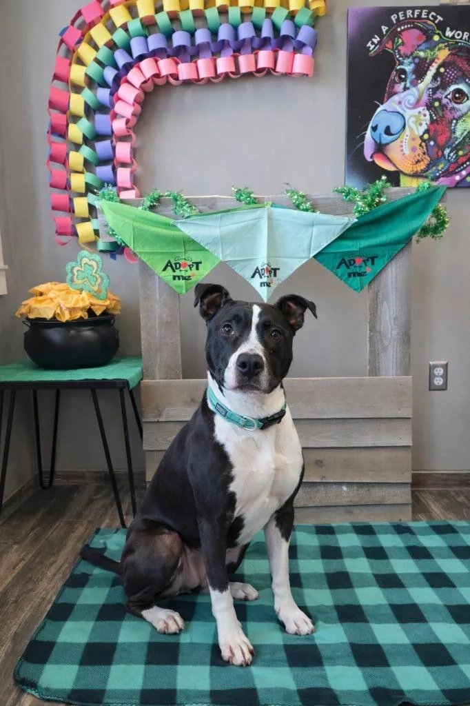 Ginger Yrly thumbnail 3