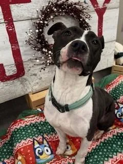 Ginger Yrly thumbnail 4