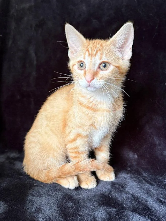 A baby medium-sized female Orange / Red Domestic Short Hair cat named Biscuit for adoption in Nashville, TN