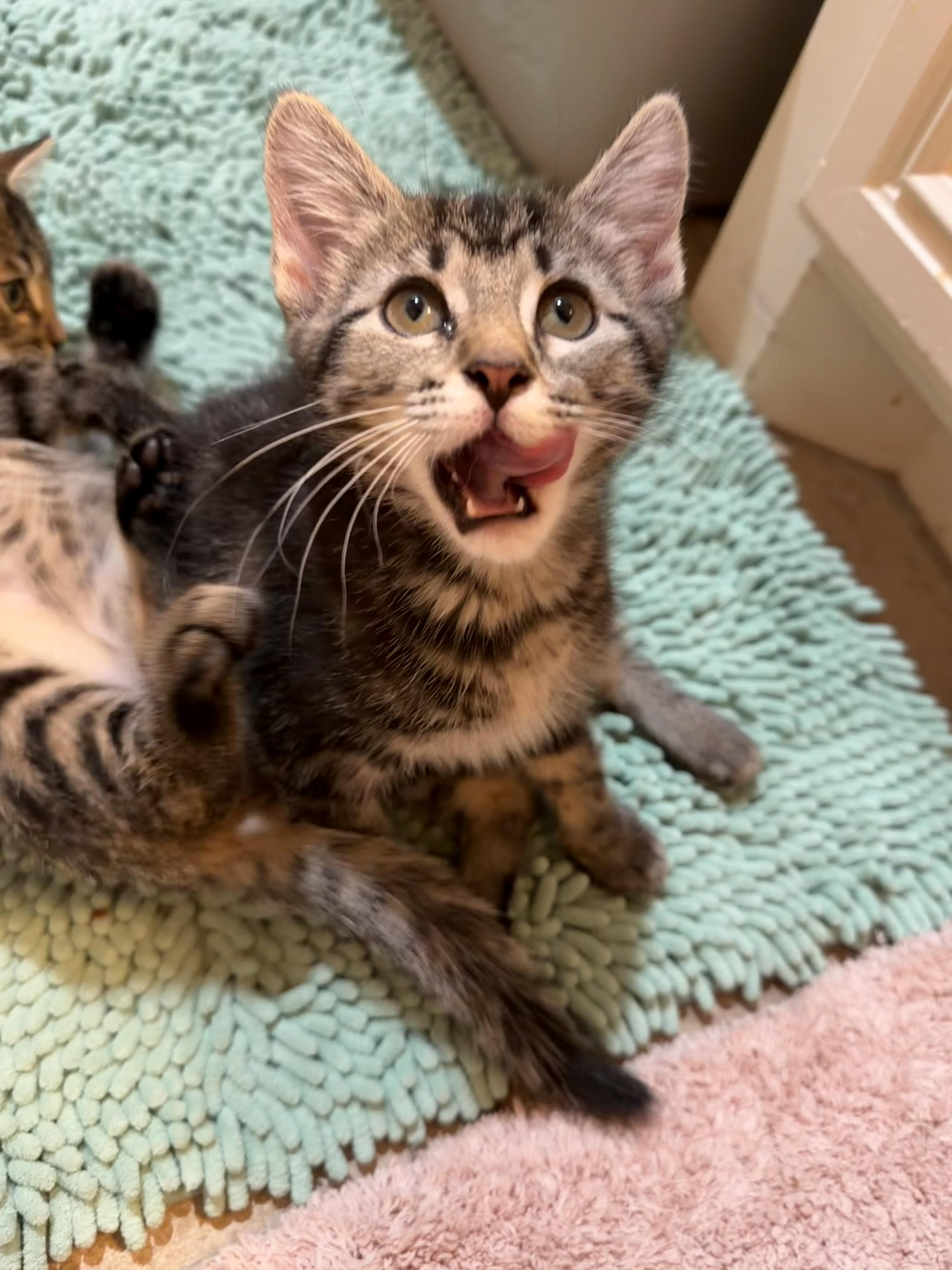 A baby medium-sized female Tabby (Brown / Chocolate) Domestic Medium Hair cat named Pebbles  Rf Petsmart for adoption in Spring, TX