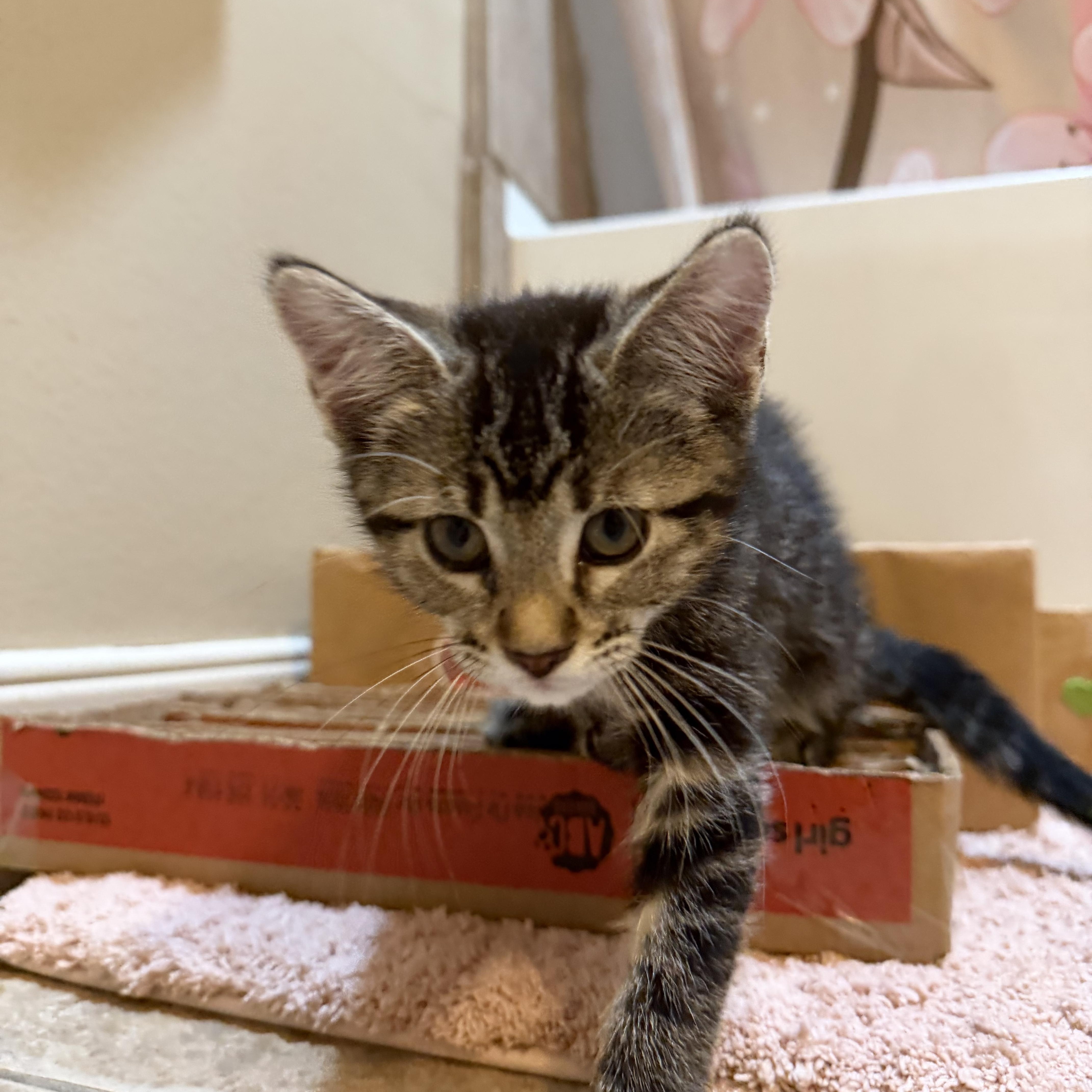 Pebbles  Rf Petsmart thumbnail 3