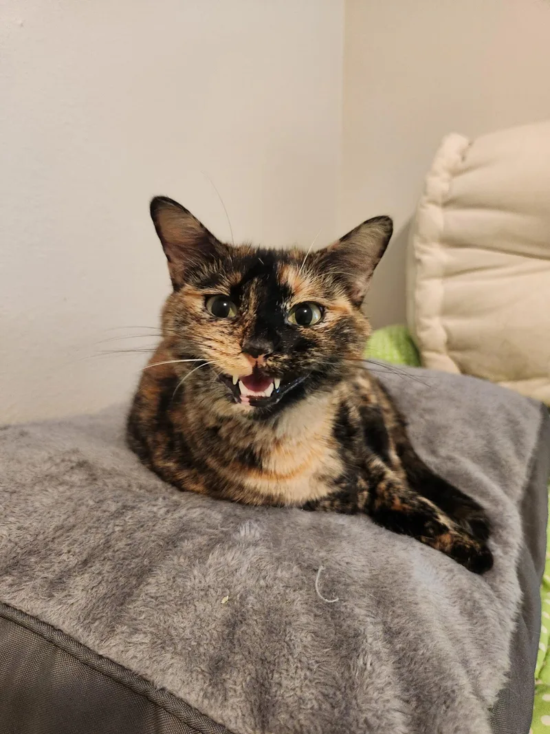 An adult medium-sized female Tortoiseshell cat named Patra for adoption in Mount Pleasant, TX