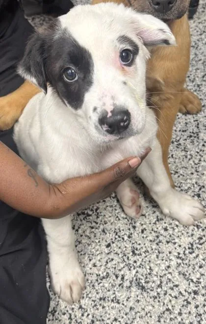 A baby small-sized male Mixed Breed dog named Ravioli for adoption in West Chester, PA