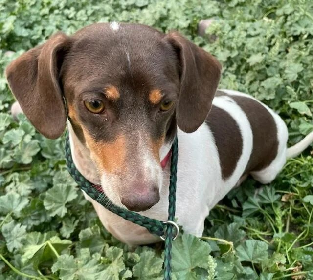 An adult small-sized male White / Cream Dachshund dog named Charlie Brown for adoption in Polson, MT