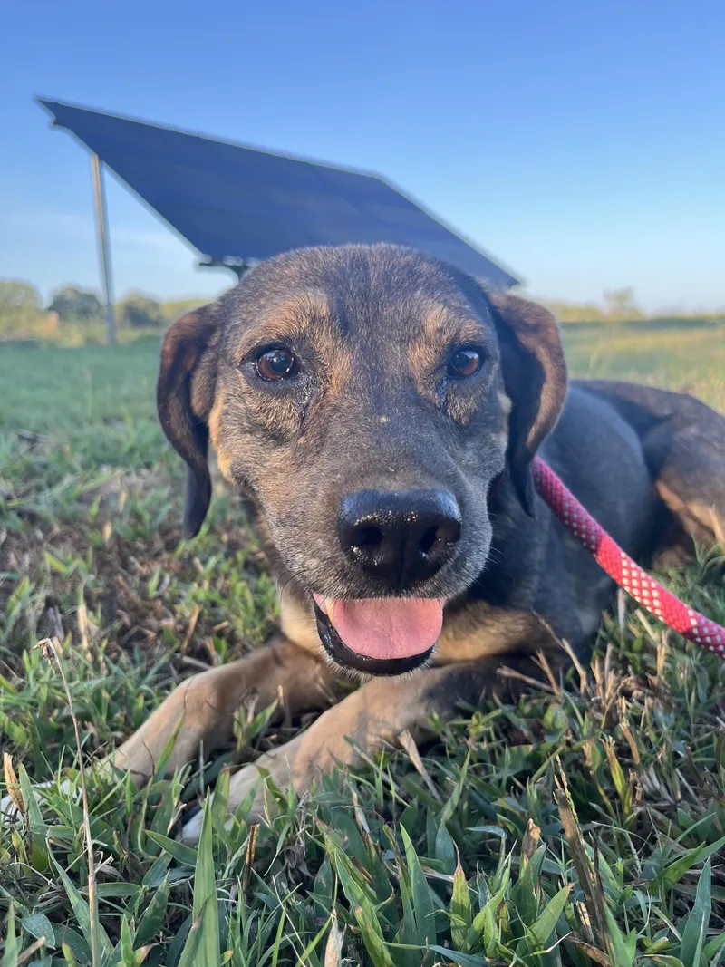 A senior medium-sized male Beagle dog named Henry for adoption in Zimmerman, MN