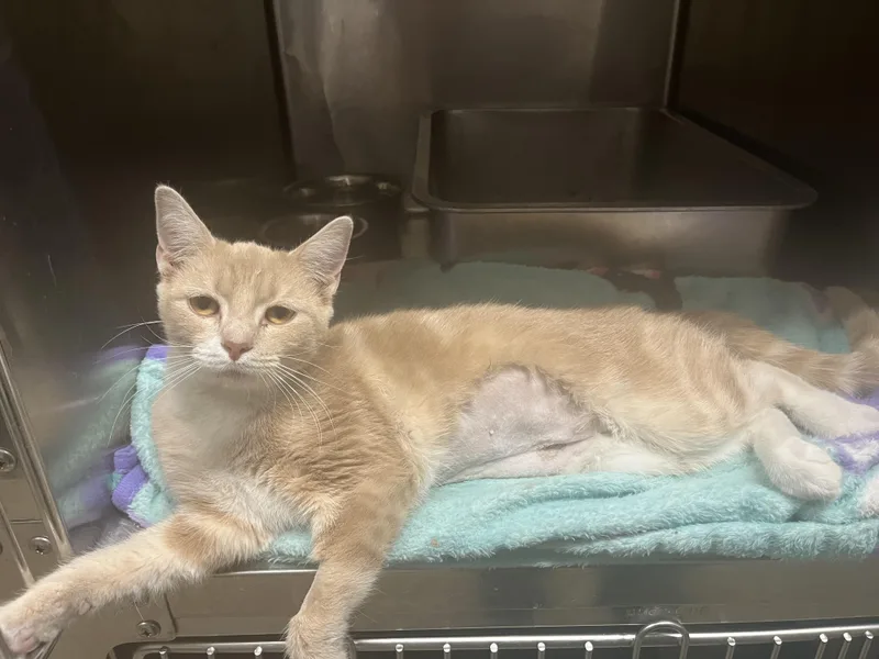 An adult medium-sized female Orange & White Tabby cat named Lola for adoption in Cincinnati, OH