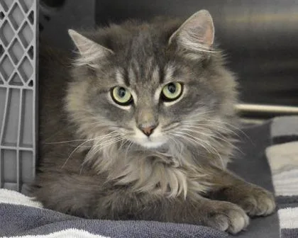 A baby small-sized male Domestic Long Hair cat named Seedling for adoption in West Seneca, NY