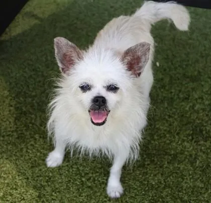 A senior small-sized female Mixed Breed dog named Pie for adoption in Athens, GA