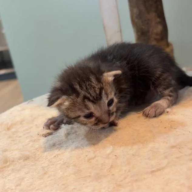 A baby small-sized female Black Domestic Short Hair cat named Samosa for adoption in Livingston, TX