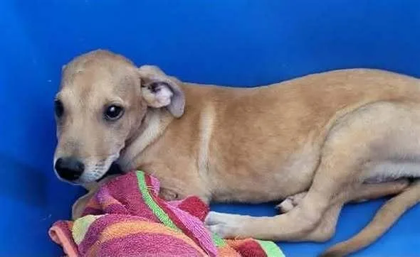 A baby medium-sized female Retriever dog named Honey pka Marina for adoption in Dallas, TX