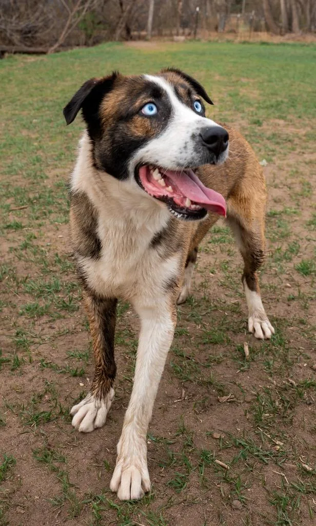 A young medium-sized male Australian Shepherd dog named Richard for adoption in Fort Lupton, CO
