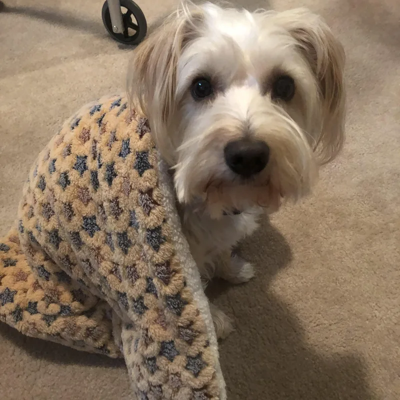 An adult small-sized male Maltese dog named J.j. for adoption in Pottsboro, TX