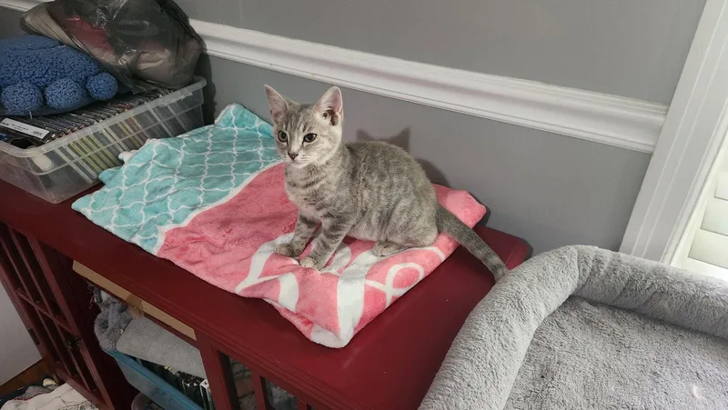 A young medium-sized female American Shorthair cat named Hope for adoption in Roanoke, AL