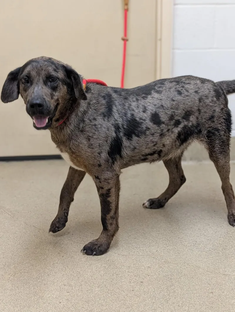 An adult medium-sized female Gray / Blue / Silver Australian Shepherd dog named Louise for adoption in Mount Vernon, OH