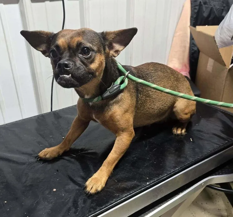 An adult small-sized female Tricolor (Brown, Black, & White) Pug dog named Gizmo for adoption in Waverly, OH