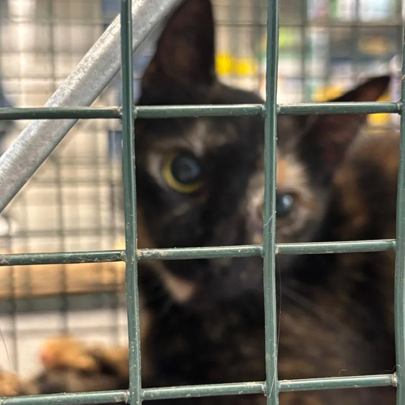A young small-sized female Tortoiseshell Domestic Short Hair cat named Snickers for adoption in Montgomery, AL
