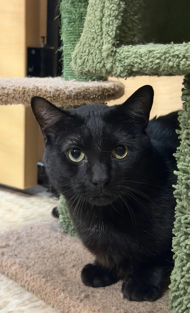 An adult medium-sized female Black Domestic Short Hair cat named Darkness for adoption in Wheaton, IL