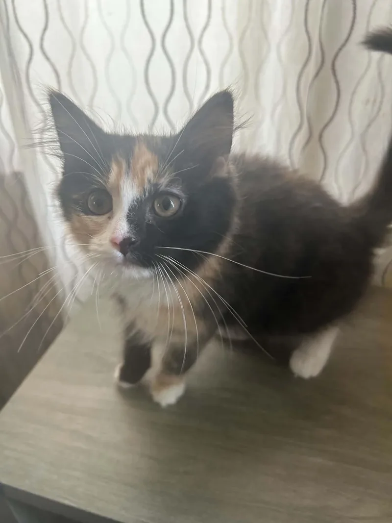 A baby small-sized female Calico cat named Caterpillar for adoption in New Bedford, MA