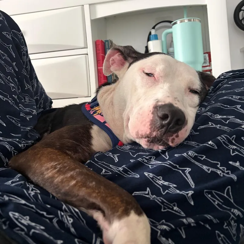 An adult medium-sized female Black Pit Bull Terrier dog named Anchovies for adoption in Birdsboro, PA
