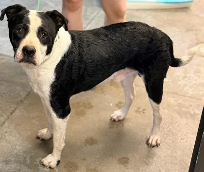 An adult medium-sized male Pit Bull Terrier dog named Buster for adoption in Bowling Green, KY