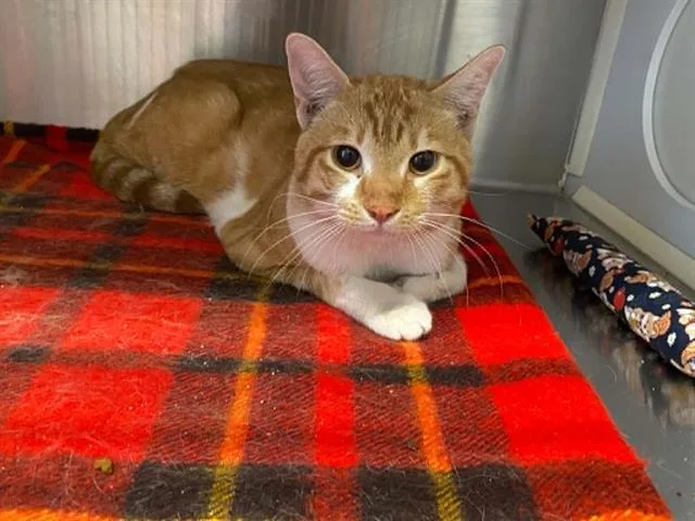 An adult medium-sized male Domestic Short Hair cat named Montgomery for adoption in Tustin, CA