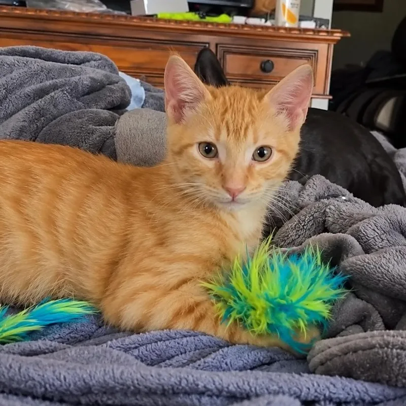 A baby medium-sized male Domestic Short Hair cat named Tigger for adoption in San Antonio, TX