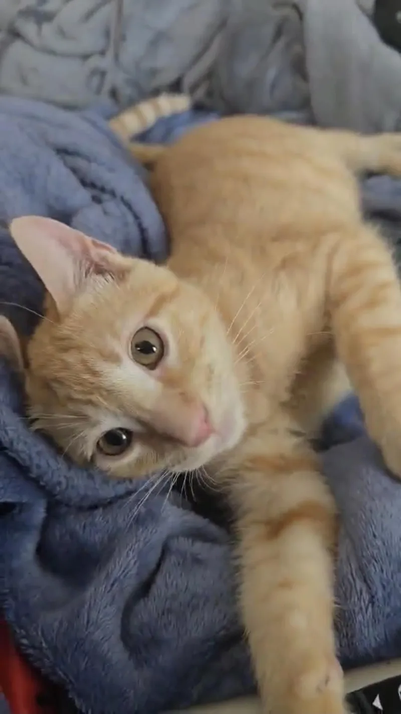 Tigger thumbnail 4