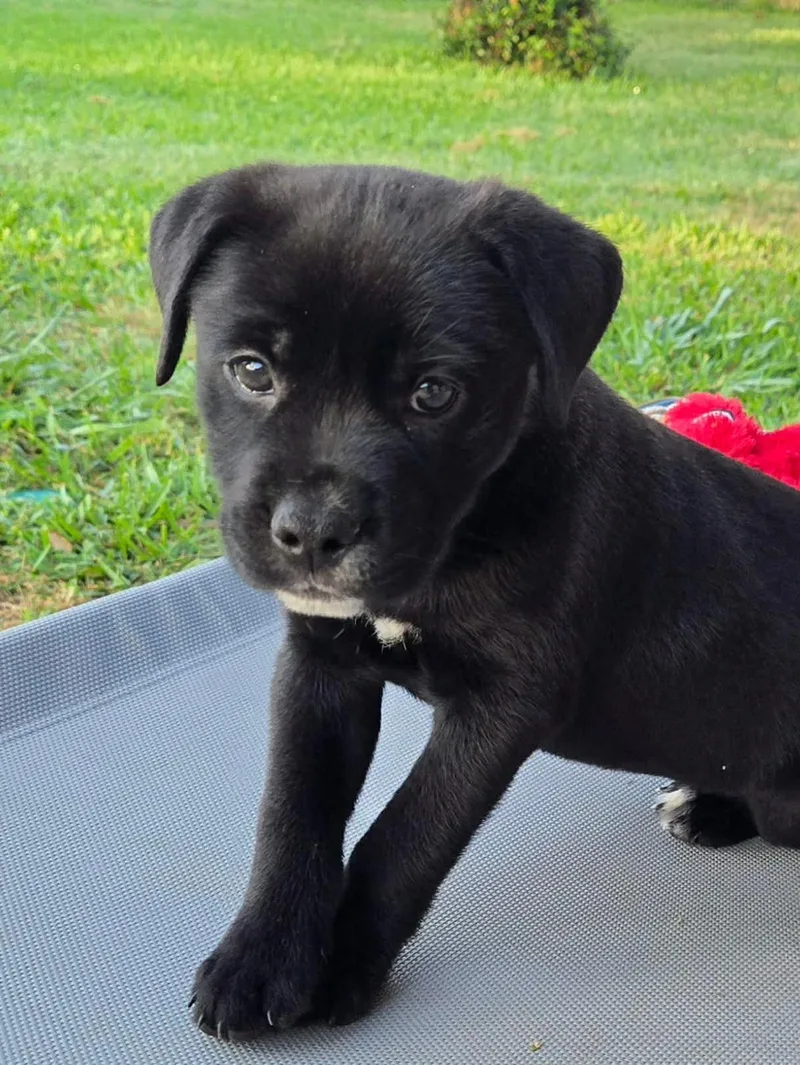 A baby medium-sized female Black Labrador Retriever dog named Tazzy for adoption in Yonkers, NY