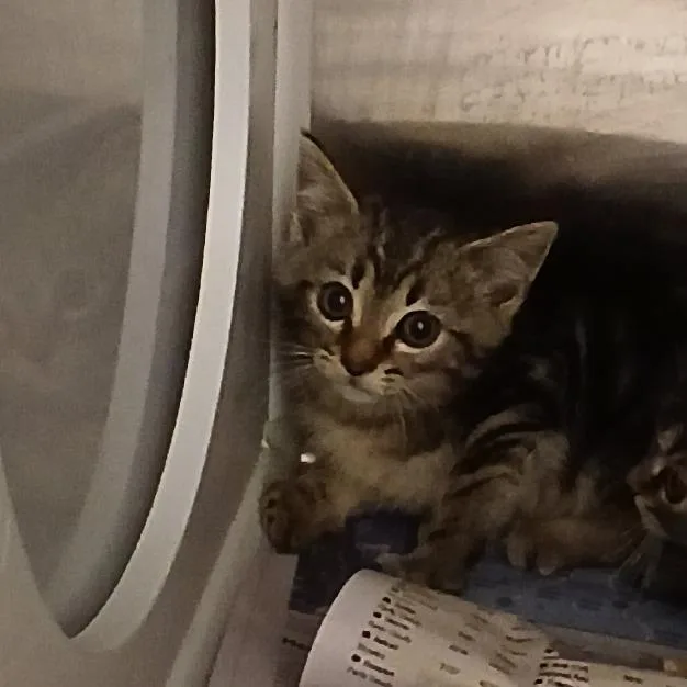 A baby small-sized female Brown / Chocolate Domestic Long Hair cat named Violet for adoption in Chattanooga, TN