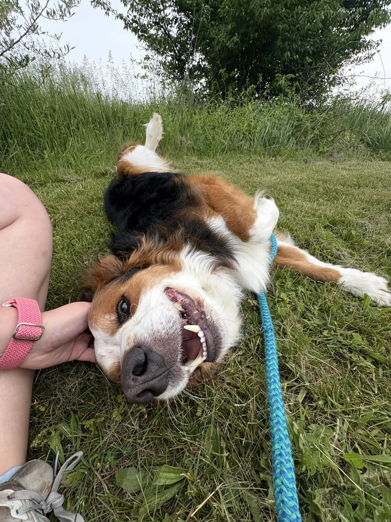 An adult large-sized male Black Bernese Mountain Dog dog named Cooper for adoption in Dillsburg, PA