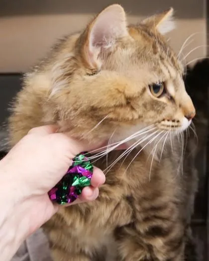 Cheeks thumbnail 3