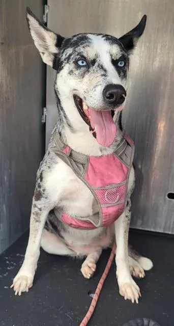 A young large-sized female Catahoula Leopard Dog dog named Freckles for adoption in San Antonio, TX