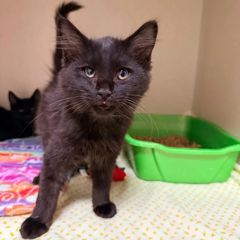 A baby small-sized male Black Domestic Long Hair cat named Spencer for adoption in Great Falls, MT