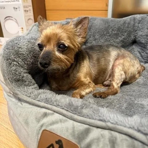 A senior small-sized male Yorkshire Terrier dog named Chewy for adoption in Brooklyn, NY
