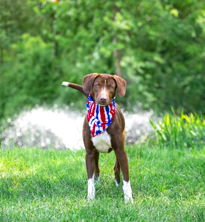 A young medium-sized male Chocolate Labrador Retriever dog named Hershey for adoption in Coatesville, PA
