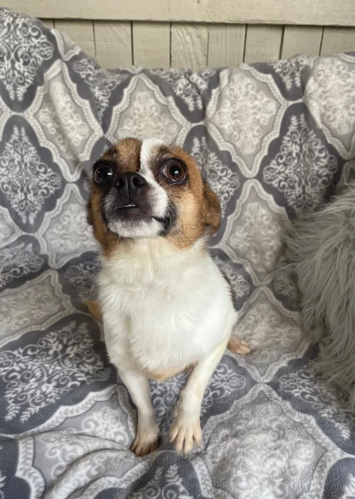An adult small-sized female Chihuahua dog named Smiley for adoption in Fort Worth, TX